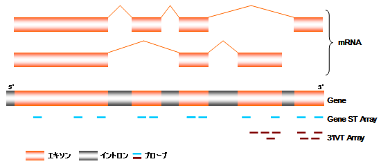 図 Gene ST Arrayのプローブ位置イメージ