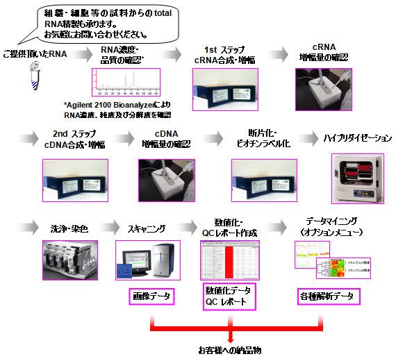 受託解析の流れ