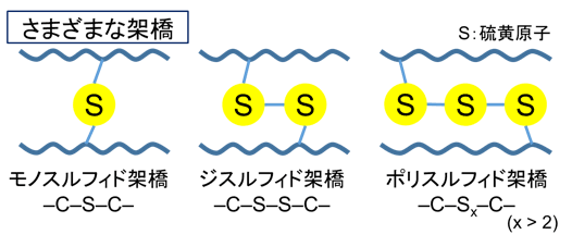 図1.硫黄による架橋構造の模式図